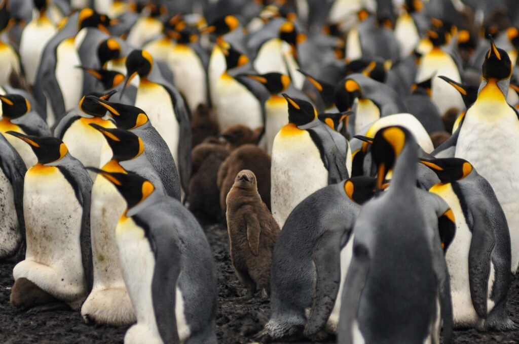 Falkland Islands